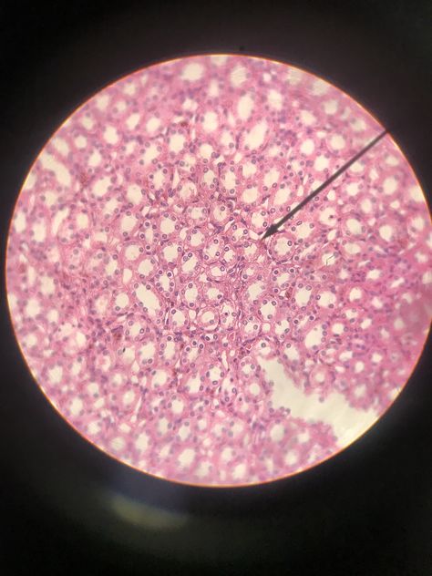 Epithelial Tissue, Science Girl, Microscopic Photography, Tissue Types, Medical School Motivation, Connective Tissue, Anatomy And Physiology, School Motivation, Classy Outfits