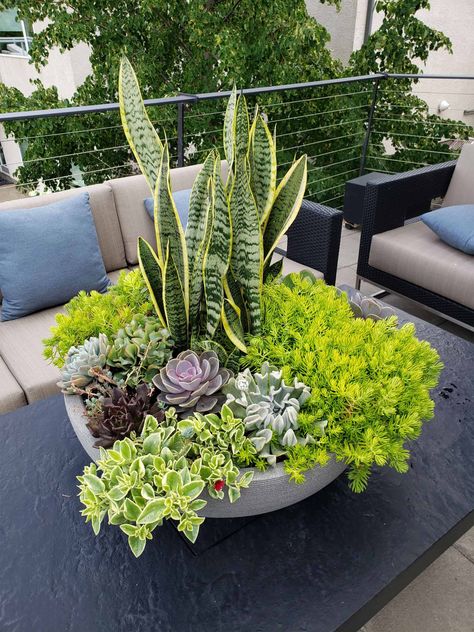 Design tips and plant combination ideas for containers | Garden Making Snake Plant And Succulents, Garden Pot Plant Ideas, Snake Plant Pot, Small House Garden, Shade Tolerant Plants, Succulent Garden Design, Potted Plants Outdoor, Herb Garden Design, Vertical Garden Diy