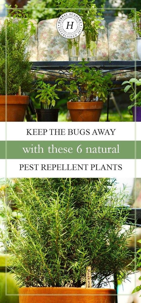 Keep The Bugs Away With These 6 Natural Pest Repellant Plants | Herbal Academy | Ever wondered what herbs you can plant to help deter insects? We're sharing 6 great options with you in this post! Herbalist Apothecary, Holistic Homemaking, Ranch Homestead, Herb Crafts, Indoors Garden, Well Garden, Slugs In Garden, Medicine Garden, Garden Notes