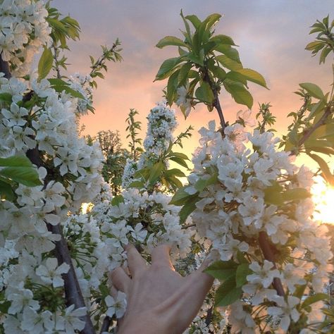 ♡ Pinterest // sadwhore ♡ Plants Are Friends, Spring Aesthetic, Nature Aesthetic, Plants Flowers, Aesthetic Photo, Land Scape, Pretty Flowers, Danganronpa, Pretty Pictures