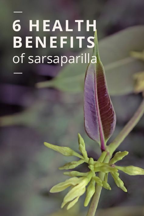 Quassia Benefits, Benefits Of Sarsaparilla, Sasparilla Root Benefits, Sarsaparilla Root Benefits, Sarsaparilla Plant, Sarsaparilla Benefits, Serrapeptase Benefits, Magical Flowers, Healing Remedies