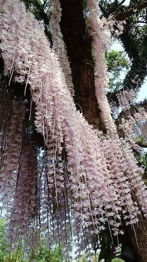 Rare Orchids, Dendrobium Orchids, Orchids Garden, Unusual Plants, Unusual Flowers, Beautiful Orchids, Orchid Plants, Pretty Plants, Exotic Plants