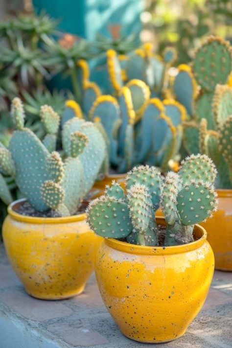 Edible Stem, Cowboy Cactus, Bunny Ear Cactus, Opuntia Microdasys, Cactus Paintings, Green Backyard, Cactus House Plants, Cactus Water, Potted Cactus