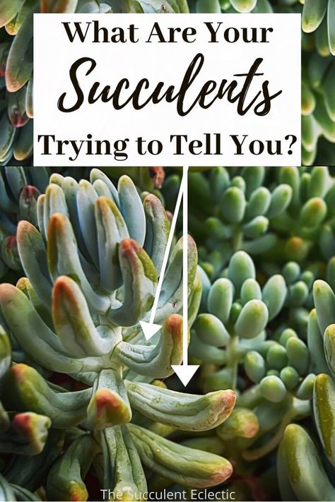 Watering Succulents, Succulent Projects, Water Succulents, How To Water Succulents, Gubahan Bunga, Growing Succulents, Succulent Gardening, Succulent Care, Succulent Terrarium