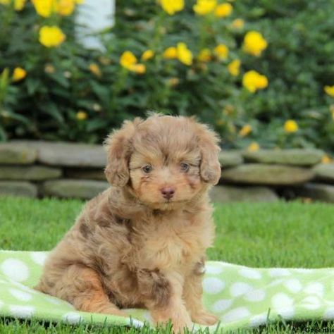 Aussiedoodle – Miniature Aussie Doodle Puppy, Miniature Aussie, Australian Shepherd Training, Mini Aussiedoodle, Aussiedoodle Puppies, Greenfield Puppies, Aussie Puppies, Doodle Puppy, Australian Shepherds