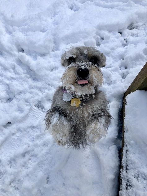 Miniature Schnauzer, Isabella loves the snow! White Miniature Schnauzer, Schnauzer Grooming, Puppy Room, Mini Schnauzer Puppies, Cutee Animals, Miniature Schnauzer Puppies, Crazy Dog Lady, Schnauzer Puppy, Very Cute Dogs