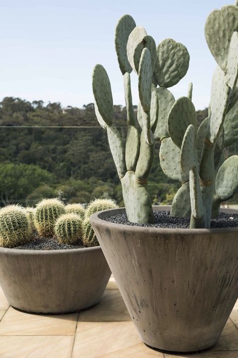 Learn how fast your cactus will grow! #cactus #cactuslife #cacti #growth #succ #plantlife #plants #gardeningtips #succulents Cactus Garden Landscaping, Cactus House Plants, Vertical Herb Garden, Magic Garden, Cement Pots, Desert Garden, Patio Landscaping, Desert Plants, Cactus Garden