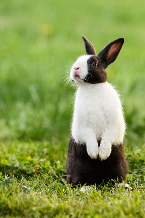 I just can't stop loving this bunny! ... January 29, 2014 - Belted Dutch Rabbit  2014©Barbara O'Brien Photography Dutch Rabbit, Lapin Art, Rabbit Breeds, 동화 삽화, Cute Bunny Pictures, House Rabbit, Bunny Pictures, Pet Bunny