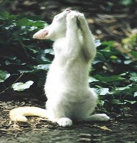 These Praying Animals Prove Not Only Humans Talk To God Witch Room, White Cats, Dear God, Animal Pictures, Chihuahua, Cats And Kittens, Baby Animals, Cute Pictures, Funny Cats