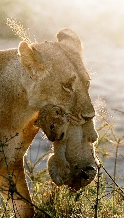 Lioness cub lion portrait wallpaper brown wildlife Sanctuary South Africa National geographic channel animal planet discovery Lioness Protecting Cubs, Lioness Aesthetic, Lioness And Her Cubs, Panther Pictures, Lioness And Cubs, Wild Animals Pictures, Animal References, Animals Pictures, Wild Animals