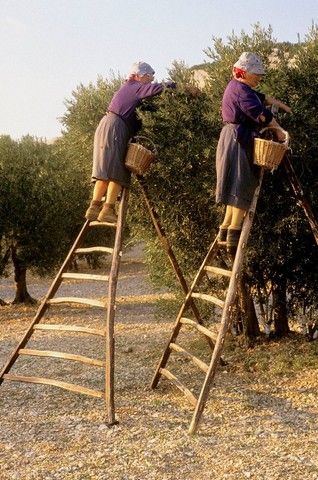 Harvesting olives, Les Baux-de-Provence, Bouches-du-Rhone, France Olive Harvesting, Olive Tree Care, Growing Olive Trees, Olive Harvest, Watercolor House Painting, Food Art Photography, Olive Grove, Garden Vegetables, Fall Garden Vegetables