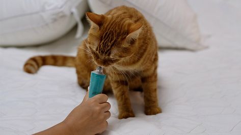 Best digestive remedy for cats | KHON2 Hypoallergenic Cats, Cat Info, Orange Cats, Catnip Toys, Best Cat, Cat Facts, Animal Stories, Indoor Cat, Cat Diy