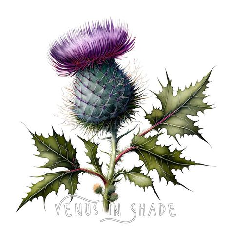 Thistle Drawing, Thistle Logo, Scottish Thistle Art, Nature Clipart, Thistles Art, Beautiful Flower Drawings, Thistle Flower, For Stickers, Scottish Thistle