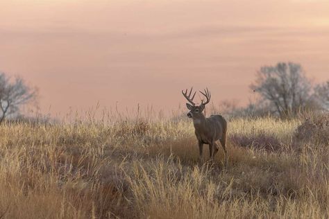 Calling Deer During the Rut: 4 Mistakes Hunters Often Make Good Places To Live, Whitetail Hunting, Deer Calls, Crossbow Hunting, Deer Season, Wide Open Spaces, Deer Hunters, Hunting Season, Best Places To Live