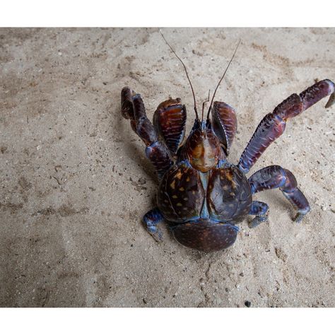 THE COCONUT CRAB! - largest land crustacean - also known as robber crabs - they eat coconuts - babies are born at sea but adults can drown - can live for 60 years! - found across the Indo-Pacific from islands near Zanzibar to the Gambier Islands #love #like #virals #travelagent #traveladdict #travel2024 #supportsmallbusinessowners #bookwithme #bucketlist #takeoff #beach #beachlife #beachvibes #explore #seetheworld Robber Crab, Coconut Crab, Fish Rocks, Crustaceans, Travel Agent, Beach Life, Crab, Bugs, Coconut