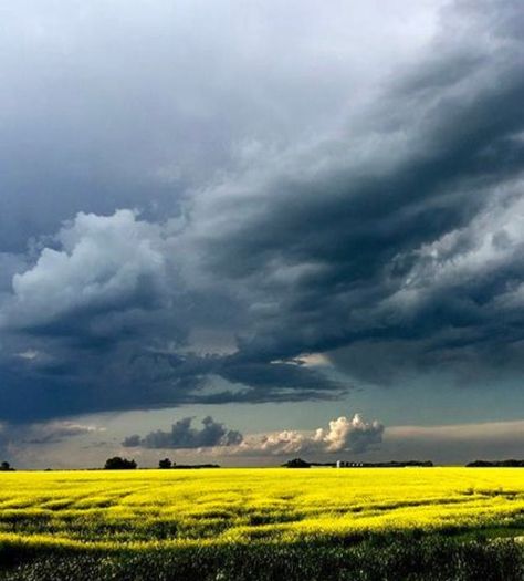 Canola Field, Yellow Field, Clouds Photography, Soyut Sanat Tabloları, Landscape Photography Nature, Dark Clouds, Landscape Art Painting, Sky Painting, 수채화 그림