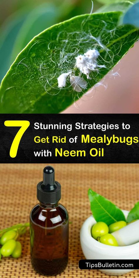 Mealy Bugs How To Get Rid Of, Bug Infestation, Fungus Gnats, Covered Backyard, Mealy Bugs, Foliar Spray, Natural Pesticides, Japanese Beetles, Spider Mites