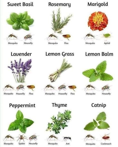 Plants That Repel Spiders, Insect Repellent Plants, Citronella Plant, Catnip Plant, Get Rid Of Spiders, Peppermint Plants, Yard Ideas Cheap, Repellent Plants, Yard Ideas Backyard