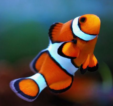 Clownfish Drawing, Clown Fish Drawing, Ocellaris Clownfish, Fish Reference, Ikan Air Tawar, Dog Portraits Art, Reef Fish, Fishing Pictures, Clownfish