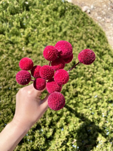 Wedding Flower Decor, Diy Floral Arrangements, Billy Buttons, Red Bouquet, Floral Arrangements Diy, Wine Color, Dried Flower Bouquet, Dried Flower Arrangements, Flower Decor