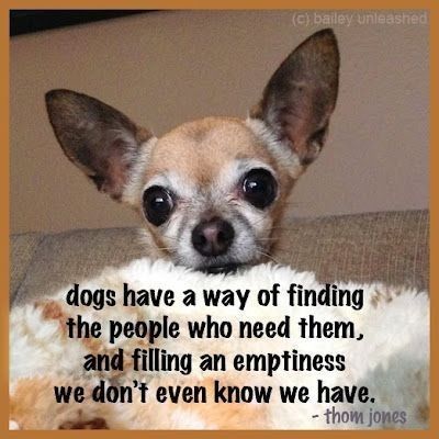 Love Dog Quotes, Dog Heaven Quotes, Chihuahua Quotes, Dog Poems, Chihuahua Art, Chihuahua Mom, Chihuahua Funny, Until We Meet Again, Dog Quotes Love