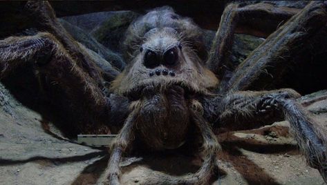 Aragog from Harry Potter Aragog Harry Potter, Harry Potter Creatures, Harry Potter Wiki, Rubeus Hagrid, Ned Stark, Harry Potter Games, Hp Harry Potter, Harry Potter Wizard, Giant Spider