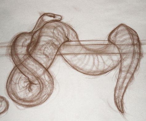 Snake Tattoos Ball Python, Snakes Drawing Reference, Ball Python Drawing Reference, Ball Python Drawing Sketch, Ball Python Sketch, Cute Ball Python Drawing, Snake Anatomy Drawing, Hognose Snake Drawing, Two Headed Snake Drawing