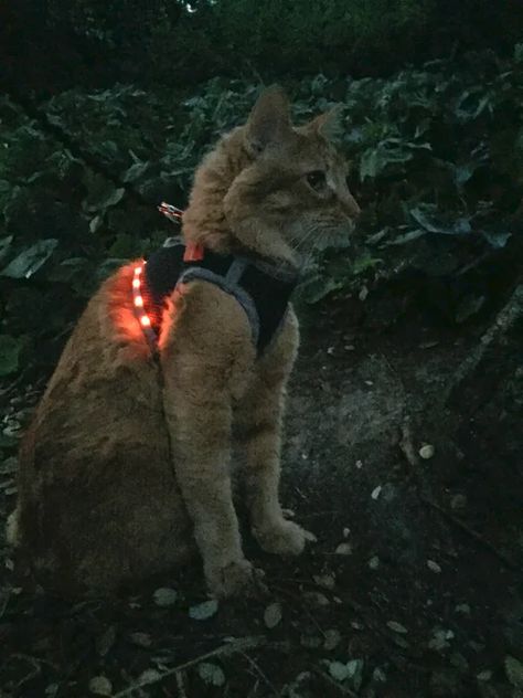 Diy Cat Harness, Camping With Cats, Cats Outside, Paper Grocery Bags, Adventure Cat, Old Boots, Sewing Courses, Pet Ideas, Kitty Stuff