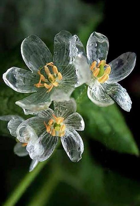 Skeleton Flower, Transparent Flowers, Unusual Plants, Unusual Flowers, Rare Flowers, Water Droplets, Unique Flowers, Exotic Flowers, Flower Seeds