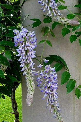 Kentucky Wisteria, Blue Moon Wisteria, Wisteria How To Grow, Wisteria Pergola, Wisteria Plant, Wisteria Vine, Weeping Trees, Vegetable Garden Planner, Evergreen Vines