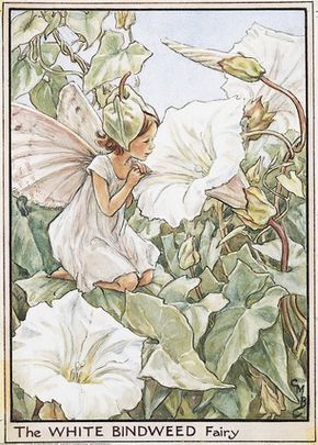 White Bindweed Fairy, Cicely Mary Barker Doll Customization, 동화 삽화, Fairy Drawings, Hijau Mint, Fairy Illustration, Fairy Pictures, Cicely Mary Barker, Fairy Artwork, Plakat Design