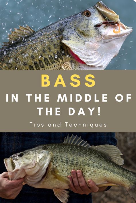 Here's a few tips and techniques for bass fishing in the middle of the day. Sure, mornings and evenings can be great times to fish for bass, but the middle of the day is a good time to catch record largemouth bass as well. Crappie Fishing Tips, Largemouth Bass Fishing, Trout Fishing Tips, Fishing Photos, Fishing For Beginners, Bass Fishing Lures, Fly Fishing Tips, Smallmouth Bass, Bass Fishing Tips