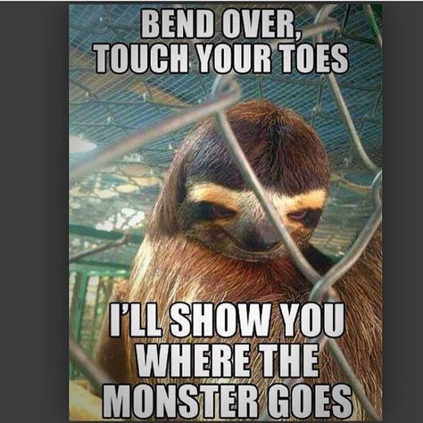 Creepy Sloth, Sloth Meme, Sup Girl, Funny Birthday Meme, Sloth Life, Funny Duck, Sloths Funny, Funny Happy, Twisted Humor