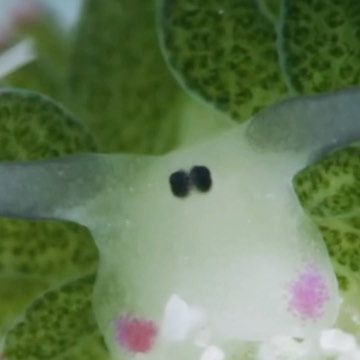 Sea Sheep, Leaf Sheep, Sea Slugs, Sea Snail, Sea Slug, Solar Flare, Arachnids, Marine Animals, Small World