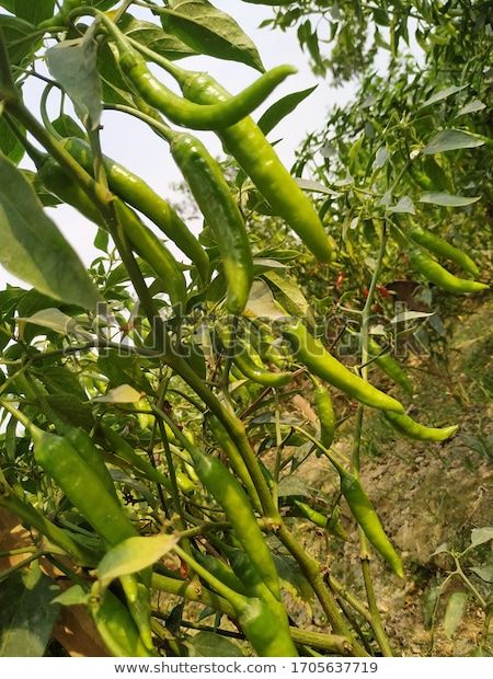 Find Fresh Green Chili Pepper On Tree stock images in HD and millions of other royalty-free stock photos, illustrations and vectors in the Shutterstock collection.  Thousands of new, high-quality pictures added every day. Mac Chili, Easy Chili Recipe Crockpot, Green Chili Peppers, Chili Recipe Crockpot, Chili Mac, Crockpot Chili, Chili Recipe Easy, Easy Chili, Green Chili