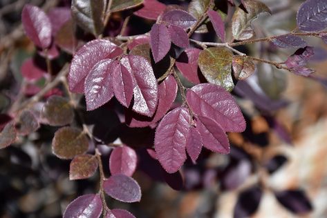 Cerise Charm Fringeflower (Loropetalum chinense 'Kurobijin') at New Garden Landscaping & Nursery Chinese Witch, Chinese Fringe Flower, Loropetalum Chinense, Fringe Flower, Landscape Nursery, Low Maintenance Shrubs, New Garden, Outdoor Pots, Evergreen Shrubs