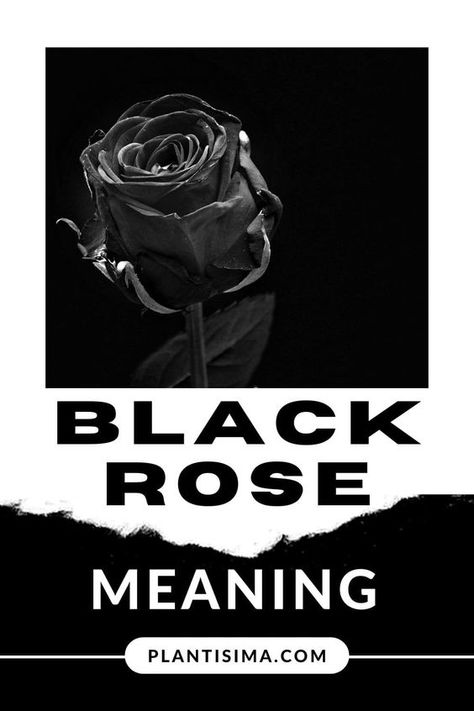 Black Rose Meaning: What Does The Black Rose Say?|#tattoo #handtattoo #tattoos #rosetattoo #tattoorose 524 Black Rose Tattoos For Women, Black Rose Flower Aesthetic, Black Rose Quotes, Small Black Rose Tattoo, Black Roses Tattoo, Gothic Rose Tattoo, Black Rose Tattoo Design, Black Rose Aesthetic, Black Rose Meaning