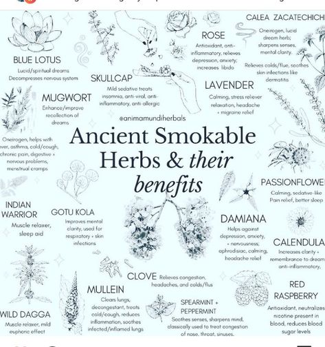 Herbs And Their Benefits, Smokable Herbs, Spells Magic, Magickal Herbs, Medical Herbs, Witch Spirituality, Magic Herbs, Magical Herbs, Herbal Apothecary