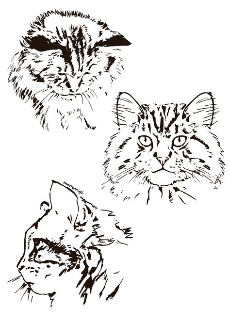 Siberian cat Siberian Cat Tattoo, Siberian Cat Drawing, Mainecoon Cat Tattoo, Cat Face Tattoos, Boys Tattoo, Embroidery Sketch, Cat Outline, Himalayan Cat, Cat Tattoo Designs