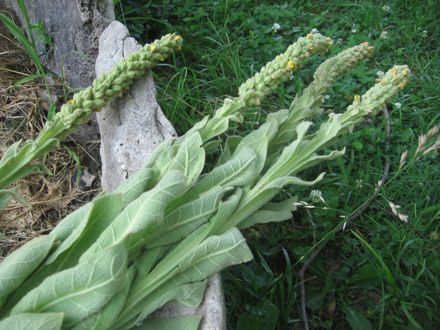 Mullein Plant, Medicinal Wild Plants, Medicinal Weeds, Wild Food Foraging, Healing Plants, Herbal Magic, Herbal Infusion, Infused Oils, Dry Leaf