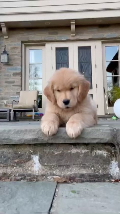 Angry Puppy, Puppy Training Schedule, Training Puppy, K9 Training, Golden Retriever Funny, Positive Dog Training, Service Dog Training, Dog Training Advice, Dog Stuffed Animal