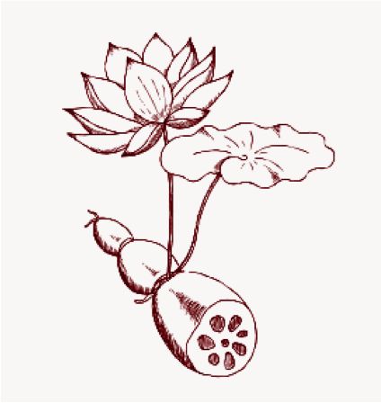 Some Lotus Root Science – Good Roots Flower With Roots, Roots Tattoo, Unique Vegetables, Lotus Root, Water Lilly, Lotus Tattoo, Hope Symbol, Lotus Flower, Lotus