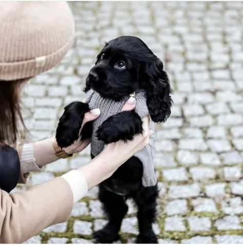 Puppy Doodle, Black Cocker Spaniel, Cocker Spaniel Puppies, Very Cute Dogs, Spaniel Puppies, Fluffy Animals, Cute Dogs And Puppies, Cute Animal Photos, Cute Cats And Dogs