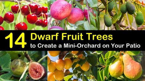 14 Dwarf Fruit Trees to Create a Mini-Orchard on Your Patio Mini Orchard, Container Gardening Fruit, Fruit Trees Backyard, Fruit Trees In Containers, Fruit Tree Garden, Trees For Front Yard, Fruit Bearing Trees, Patio Trees, Tree Garden