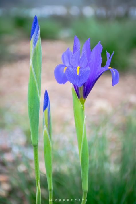 Flor de Iris Flower Power, Plants, Flowers