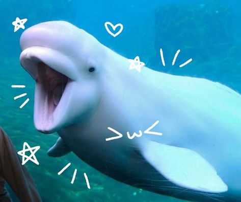 Sunfish Aesthetic, Beluga Whale, Mermaid Life, Ocean Animals, Dorm Room Decor, Sharks, Sea Creatures, Dorm Room, Funny Animals