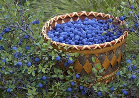 Blueberry Picking, Berry Picking, Blueberry Bushes, Fruit Photography, Wild Blueberries, Alaska Travel, Fruit Garden, Delicious Fruit, Back To Nature