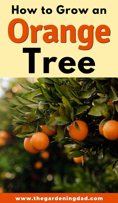 Do you want to learn how to grow an orange tree?  Do you want to grow dozens of oranges?  Then read this article for EASY and PROVEN tips! #orange #diy Trees Indoors, Pea Trellis, Natural Farming, Orange Trees, Diy Greenhouse, Cold Frame, Potted Trees, Growing Fruit, Orange Tree