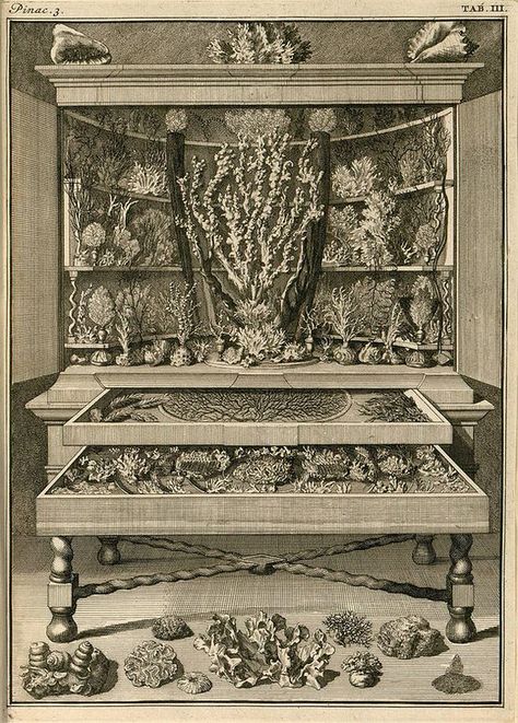 Levinus Vincent (1658-1727) —  Illustration from the book, Wondertooneel der Nature - a Cabinet of Curiosities or Wunderkammern in Holland, 1706-1715  (564×787) Cabinet Of Curiosity, Curiosity Cabinet, Cabinet Of Curiosities, Curio Cabinet, Illustration Print, Natural History, Vintage Illustration, Sea Life, Beautiful Things