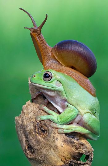 A snail appears to sniff the air as it sits on a frog's head in Sukabumi, Indonesia Australian White Tree Frog, Frog Habitat, Garden Creatures, Whites Tree Frog, Houston Zoo, Frog Illustration, Frog Pictures, 9 December, Funny Frogs